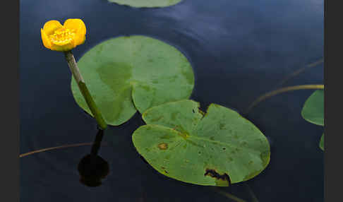 Gelbe Teichrose (Nuphar lutea)