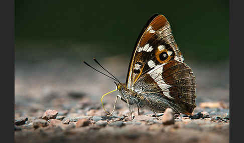 Großer Schillerfalter (Apatura iris)