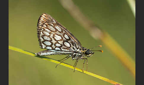 Spiegelfleck-Dickkopffalter (Heteropterus morpheus)