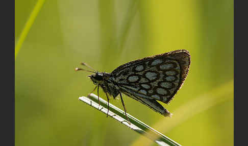 Spiegelfleck-Dickkopffalter (Heteropterus morpheus)