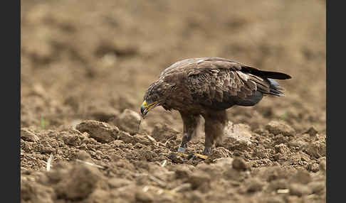 Schreiadler (Aquila pomarina)