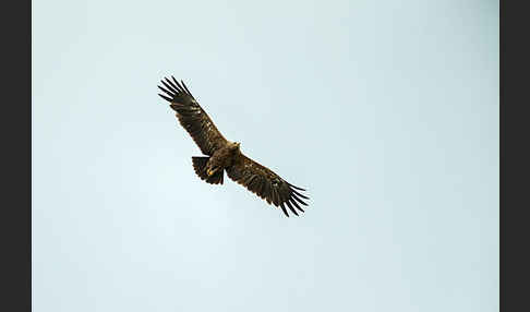 Schreiadler (Aquila pomarina)