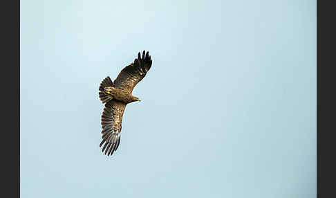 Schreiadler (Aquila pomarina)