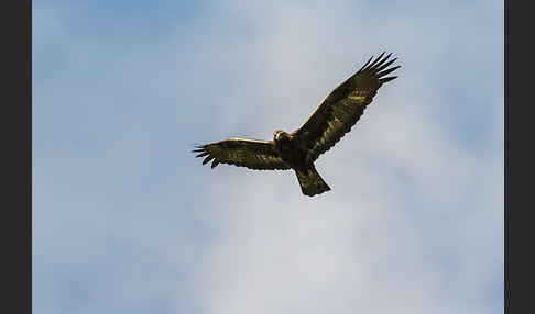 Steinadler (Aquila chrysaetos)