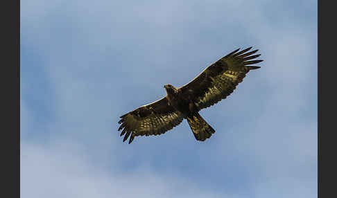 Steinadler (Aquila chrysaetos)