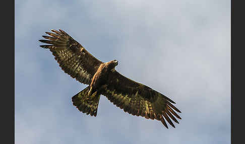 Steinadler (Aquila chrysaetos)