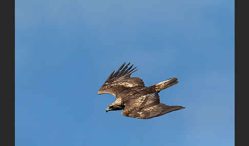 Steinadler (Aquila chrysaetos)