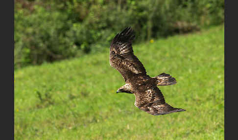 Steinadler (Aquila chrysaetos)