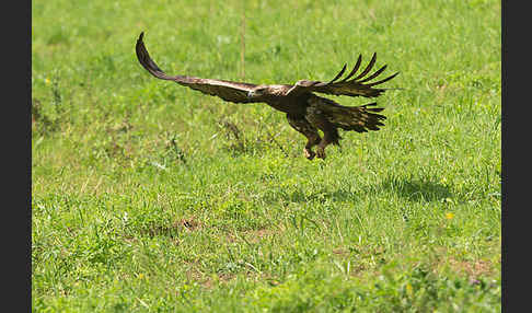 Steinadler (Aquila chrysaetos)