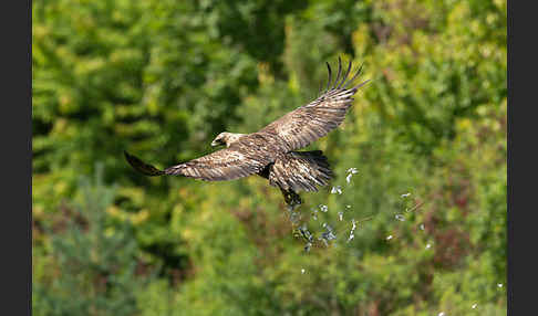 Steinadler (Aquila chrysaetos)