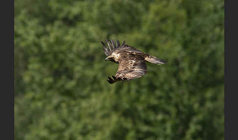 Steinadler (Aquila chrysaetos)