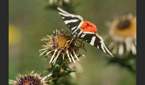 Spanische Flagge (Callimorpha quadripunctaria)