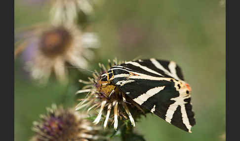 Spanische Flagge (Callimorpha quadripunctaria)