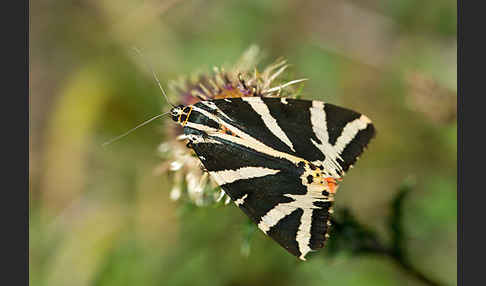 Spanische Flagge (Callimorpha quadripunctaria)