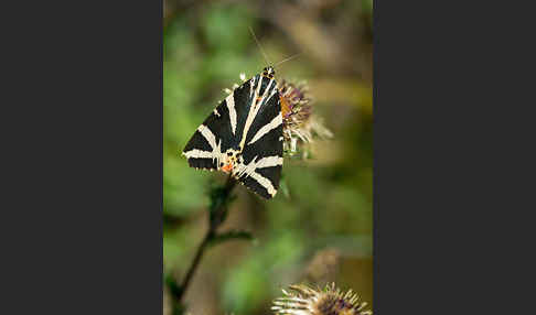 Spanische Flagge (Callimorpha quadripunctaria)