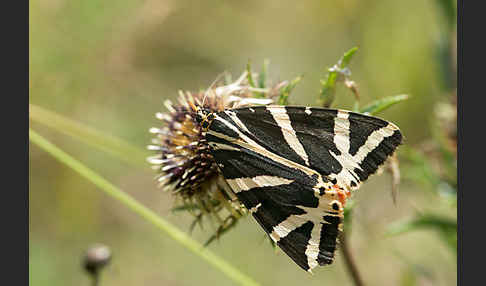 Spanische Flagge (Callimorpha quadripunctaria)