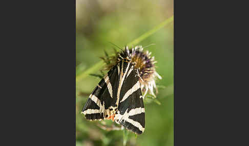 Spanische Flagge (Callimorpha quadripunctaria)