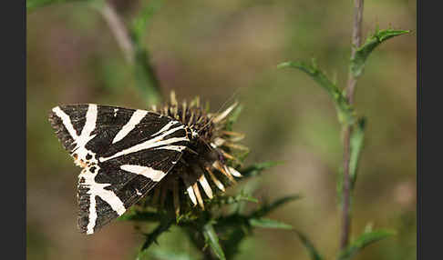 Spanische Flagge (Callimorpha quadripunctaria)