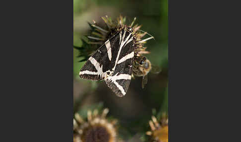 Spanische Flagge (Callimorpha quadripunctaria)