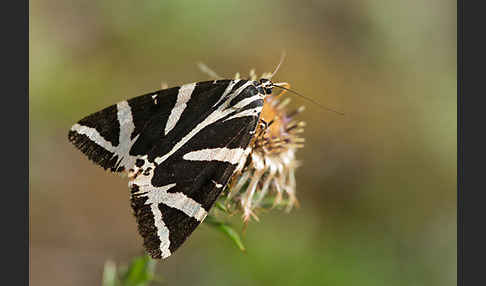 Spanische Flagge (Callimorpha quadripunctaria)