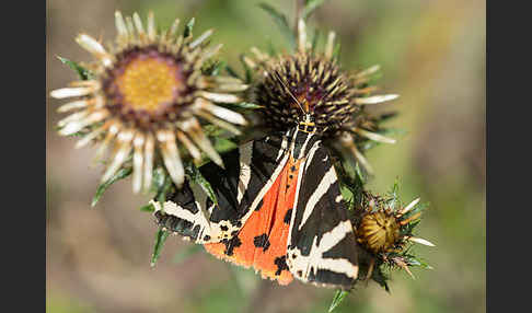 Spanische Flagge (Callimorpha quadripunctaria)