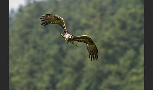 Steinadler (Aquila chrysaetos)