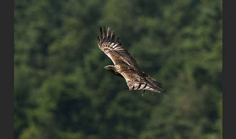 Steinadler (Aquila chrysaetos)