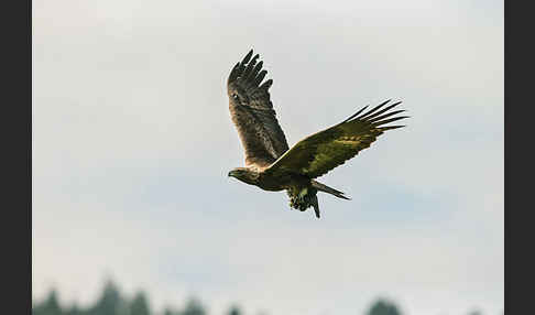 Steinadler (Aquila chrysaetos)