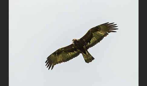 Steinadler (Aquila chrysaetos)