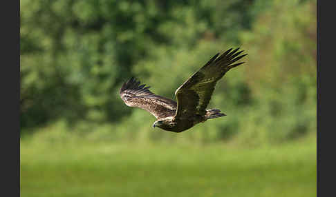 Steinadler (Aquila chrysaetos)