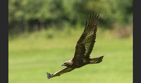 Steinadler (Aquila chrysaetos)