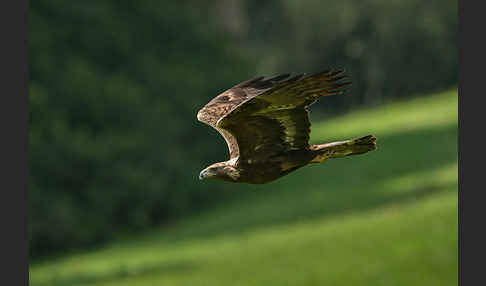 Steinadler (Aquila chrysaetos)