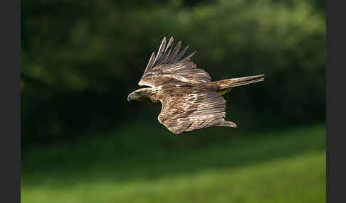 Steinadler (Aquila chrysaetos)