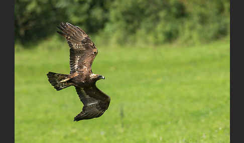 Steinadler (Aquila chrysaetos)