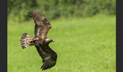 Steinadler (Aquila chrysaetos)