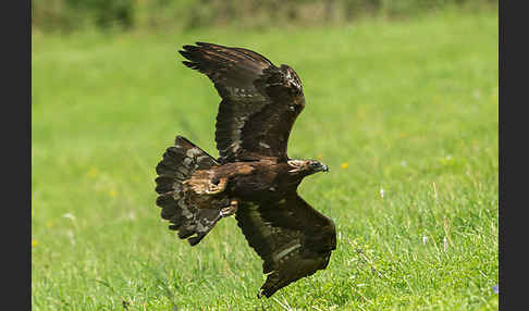 Steinadler (Aquila chrysaetos)