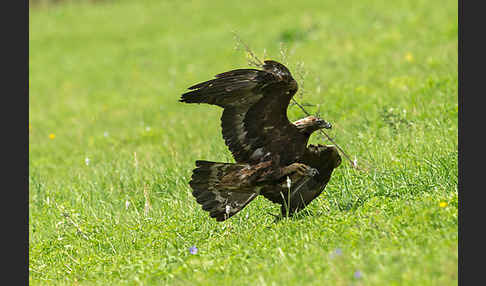 Steinadler (Aquila chrysaetos)