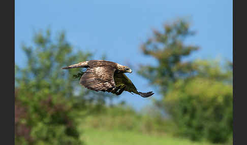 Steinadler (Aquila chrysaetos)