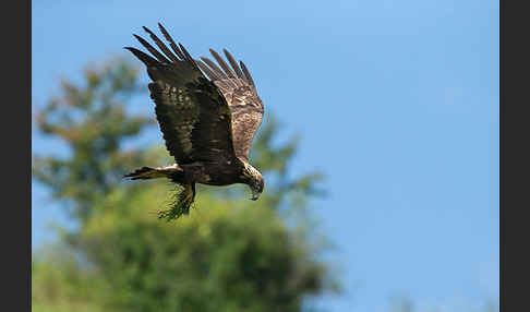 Steinadler (Aquila chrysaetos)