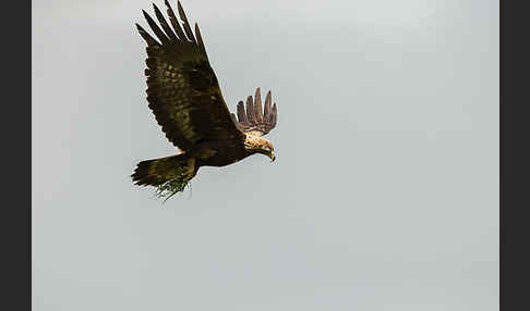 Steinadler (Aquila chrysaetos)