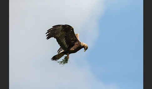 Steinadler (Aquila chrysaetos)