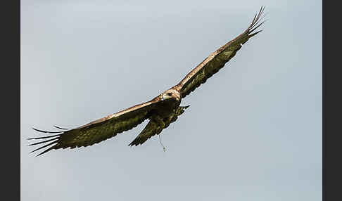 Steinadler (Aquila chrysaetos)