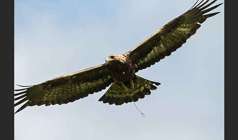 Steinadler (Aquila chrysaetos)