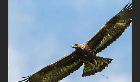 Steinadler (Aquila chrysaetos)