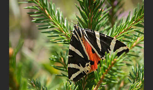 Spanische Flagge (Callimorpha quadripunctaria)