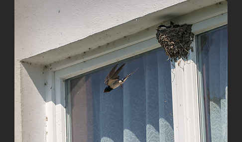 Rauchschwalbe (Hirundo rustica)