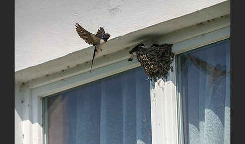 Rauchschwalbe (Hirundo rustica)