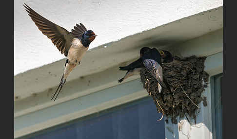 Rauchschwalbe (Hirundo rustica)