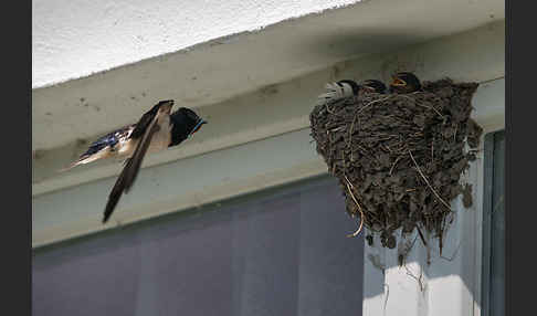 Rauchschwalbe (Hirundo rustica)