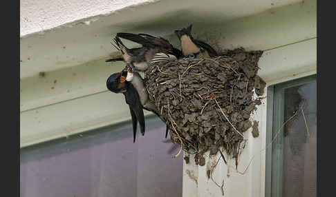 Rauchschwalbe (Hirundo rustica)